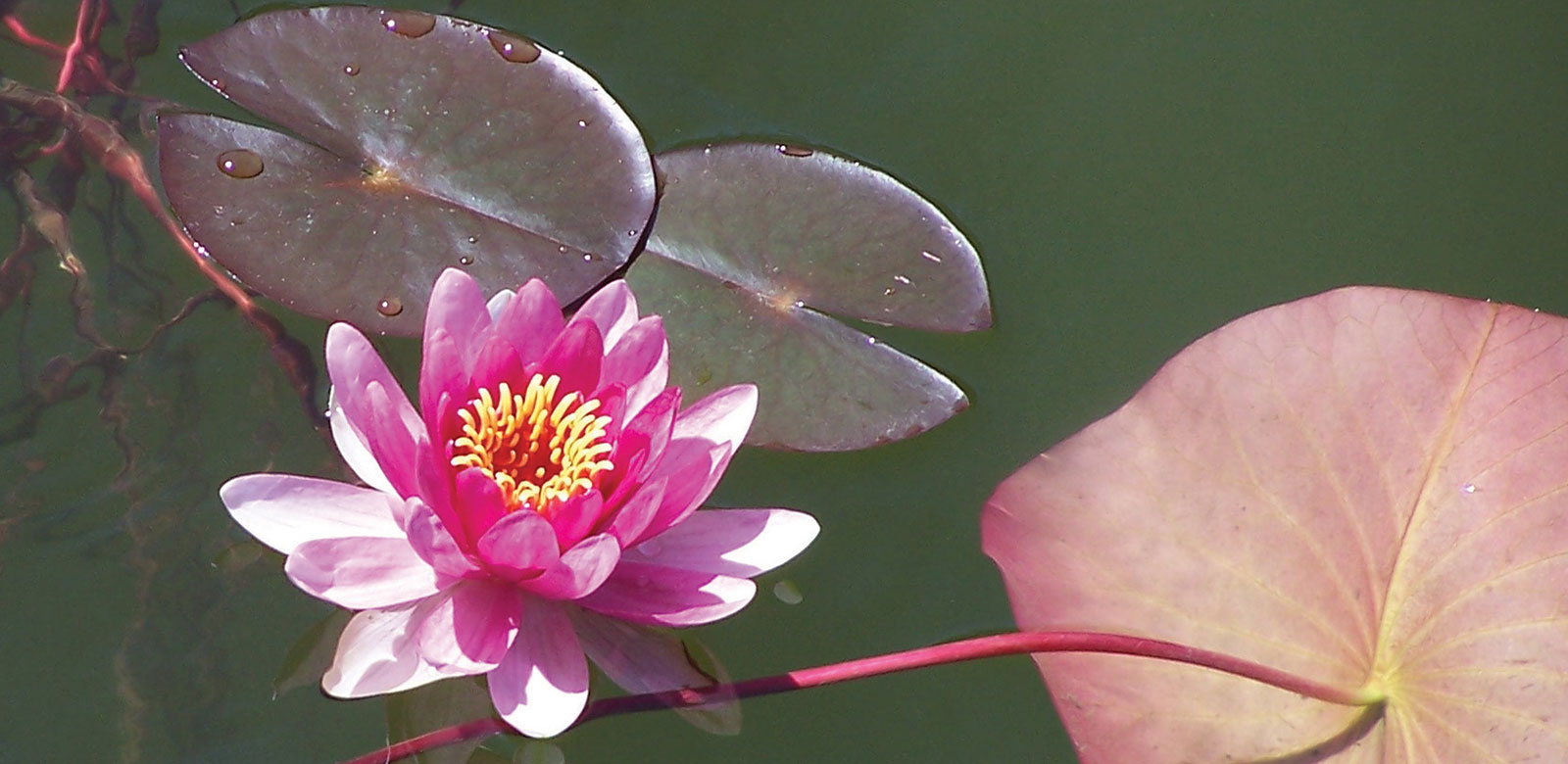 Développer son potentiel Nénuphar sur eau verte